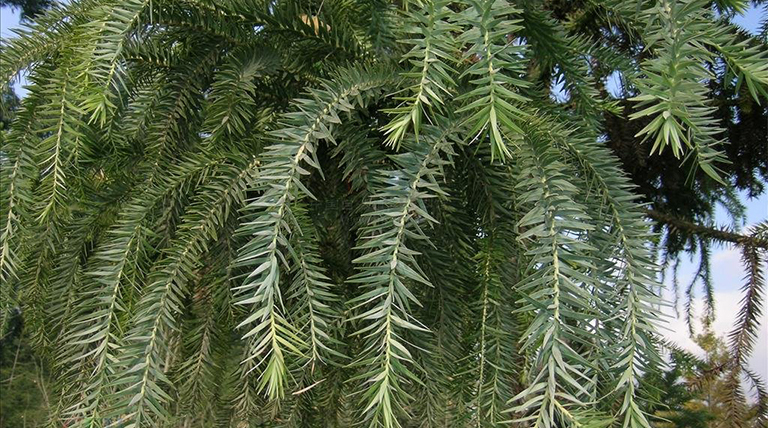 南美杉.jpg 南美杉