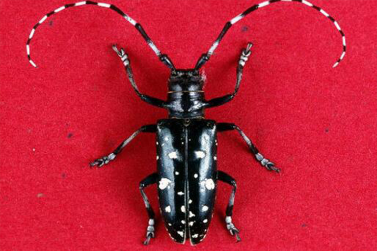 亞洲長角甲蟲.jpg 亞洲長角甲蟲