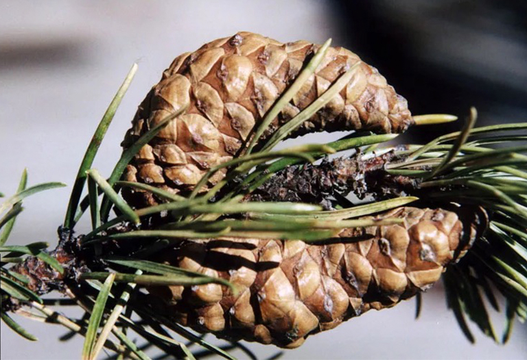 Serotiny.jpg Serotiny