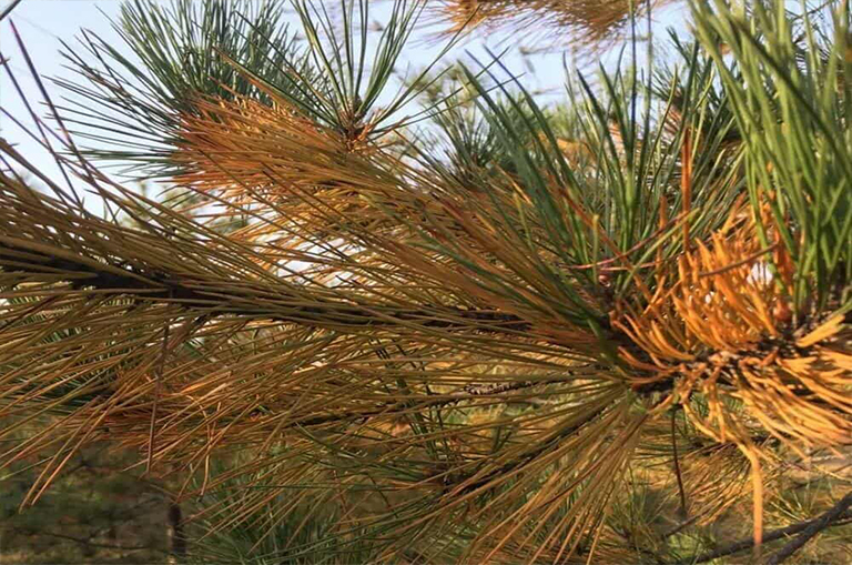 針葉樹病的預(yù)防和控制.jpg 針葉樹病的預(yù)防和控制