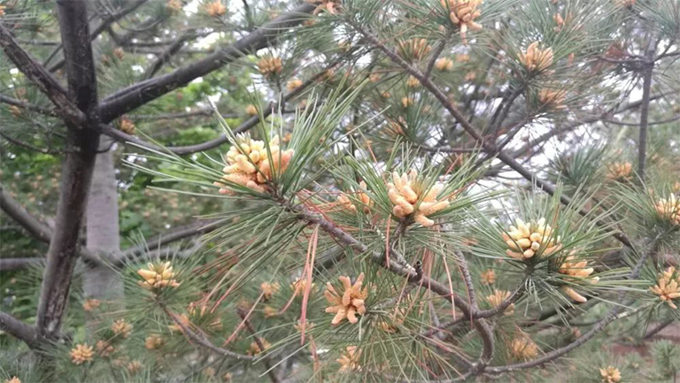 針葉樹病的預(yù)防和控制3.jpg 針葉樹病的預(yù)防和控制