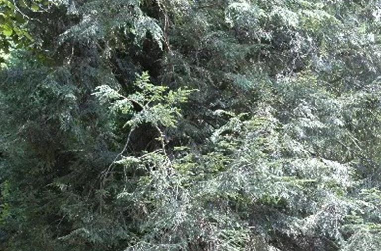 出沒的鐵杉.jpg 出沒的鐵杉