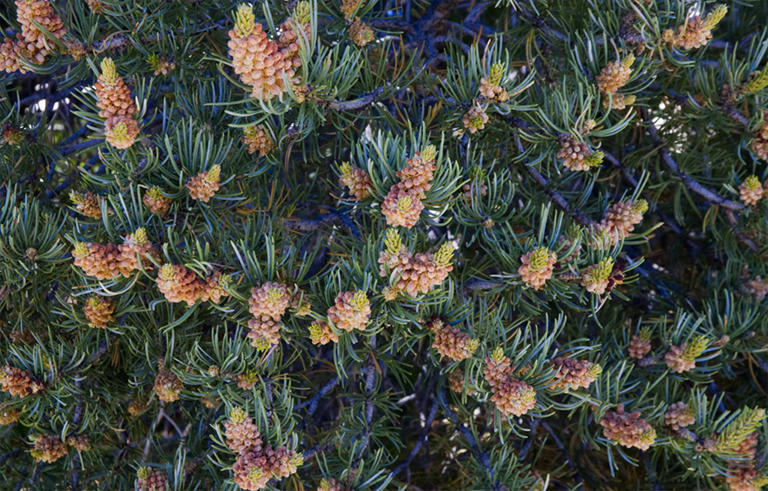 松松(Pinus edulis).jpg 松松(Pinus edulis)