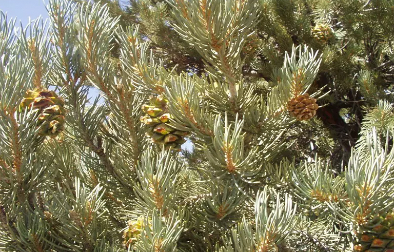 品永松樹.jpg 品永松樹