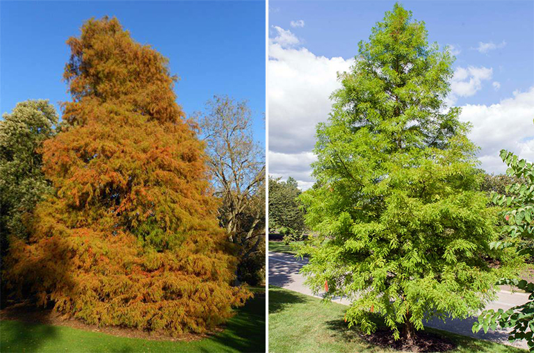 禿頭柏樹.jpg 禿頭柏樹