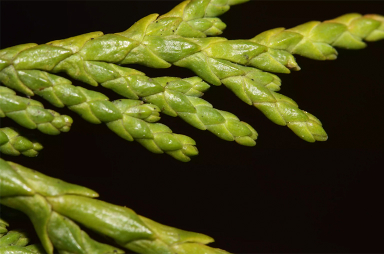 阿拉斯加雪松分支的特寫.jpg 阿拉斯加雪松分支的特寫