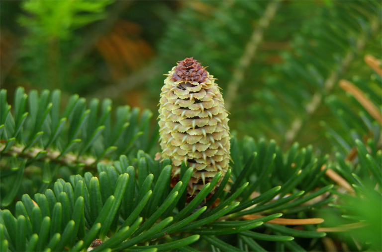 弗雷澤冷杉球果的特寫.jpg 弗雷澤冷杉球果的特寫