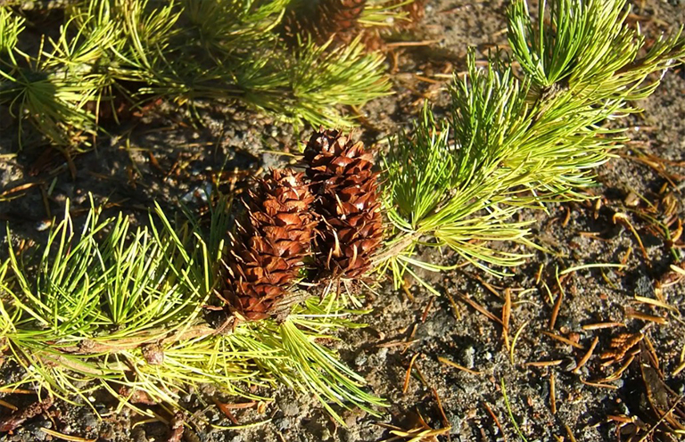 大杉樹枝.jpg 大杉樹枝