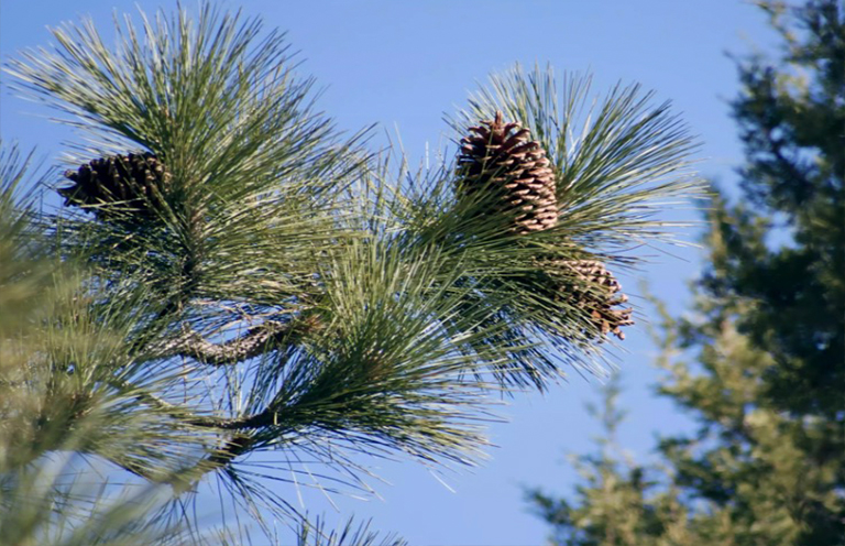大杉樹枝.jpg 大杉樹枝