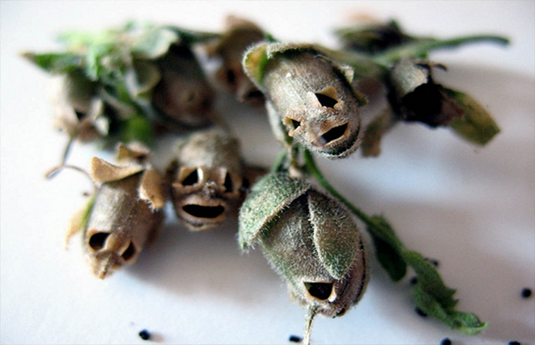 Antirrhinum.jpg Antirrhinum