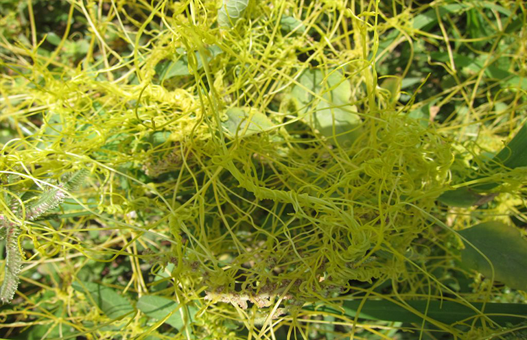 荊棘草Cuscuta.jpg 荊棘草Cuscuta