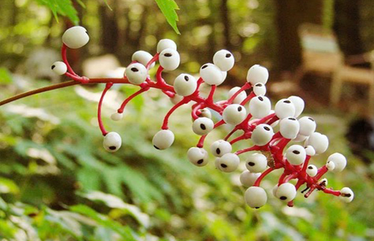 Actaea pachypoda.jpg Actaea pachypoda
