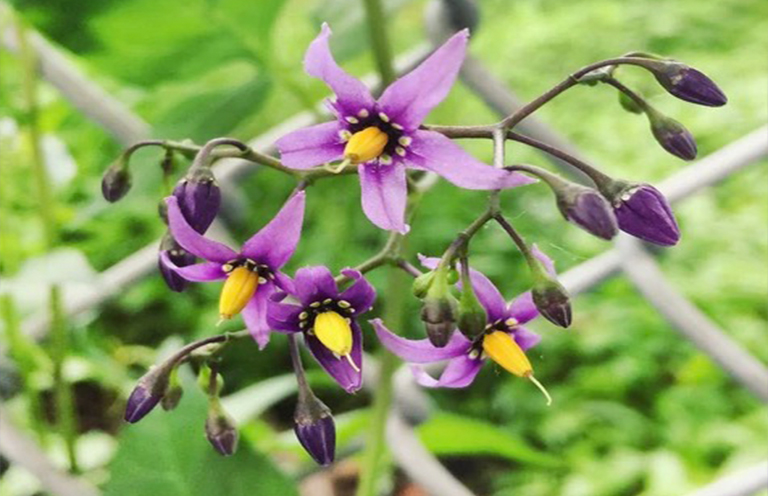 Atora belladonna.jpg Atora belladonna