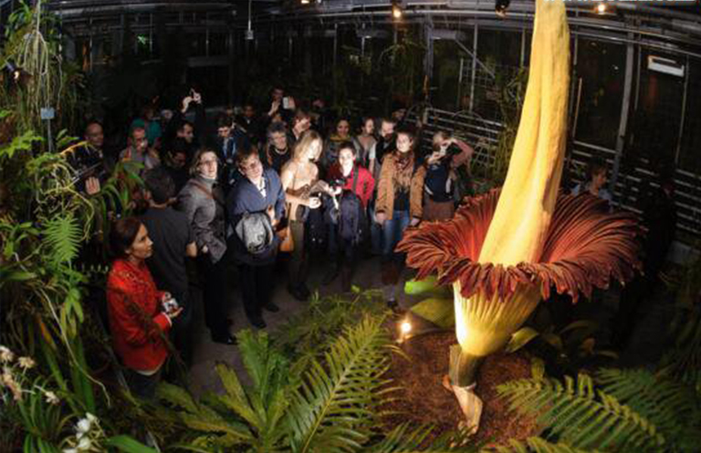 尸體花.jpg 尸體花