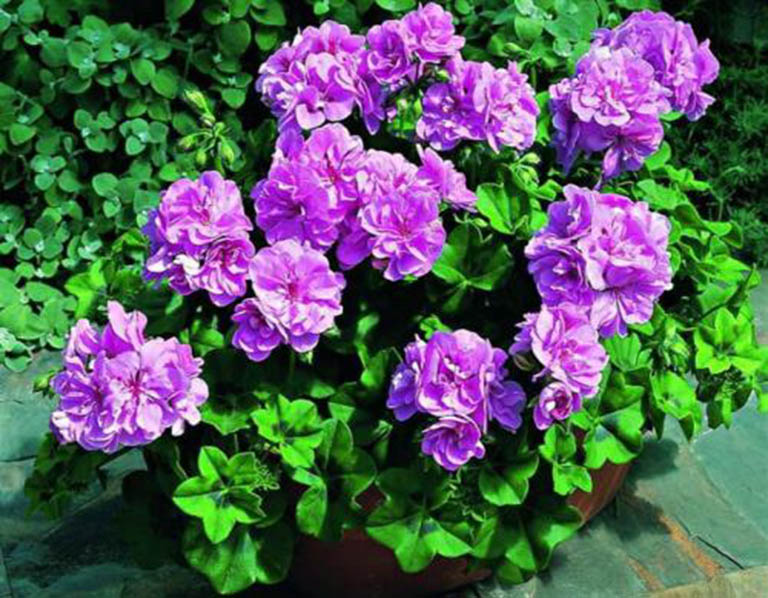 千層石景觀.jpg 千層石景觀