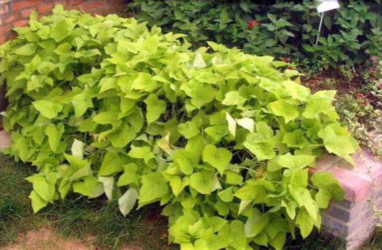 千層石景觀.jpeg 千層石景觀