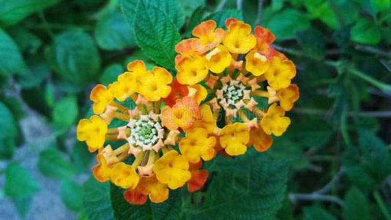 仿真樹.jpg 仿真樹