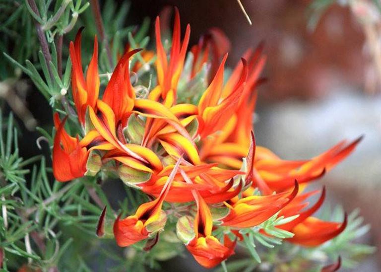 仿真樹.jpeg 仿真樹