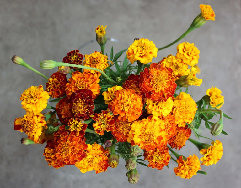 萬壽菊.jpg 萬壽菊