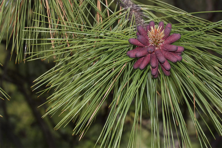 黃松樹.jpg 黃松樹