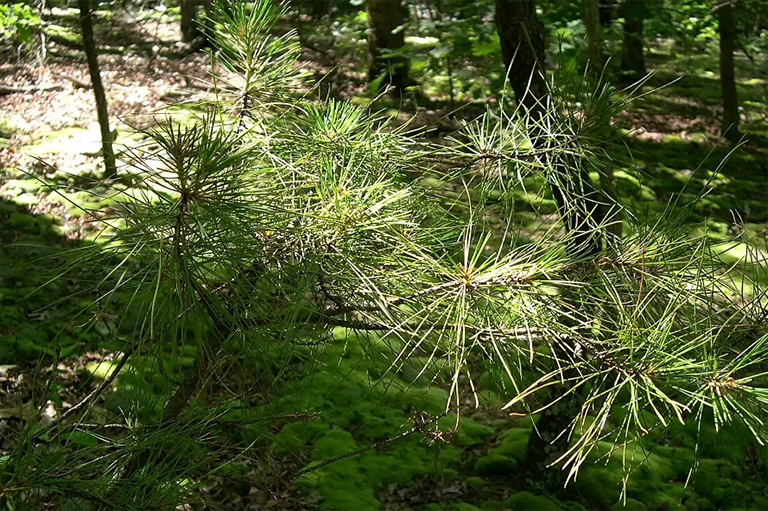 短葉松樹.jpg 短葉松樹