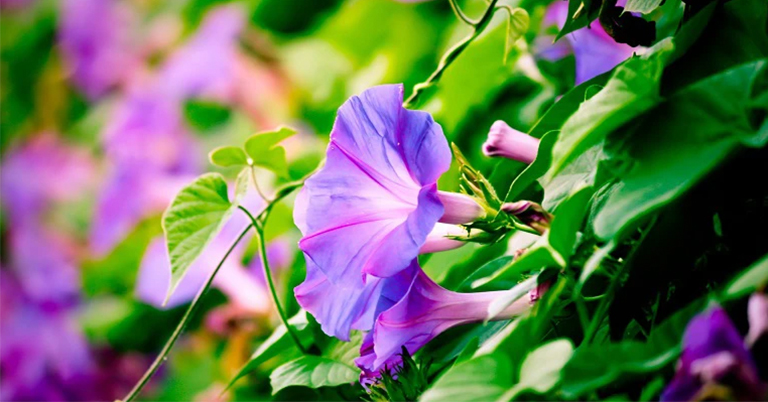 牽牛花.jpg 牽牛花