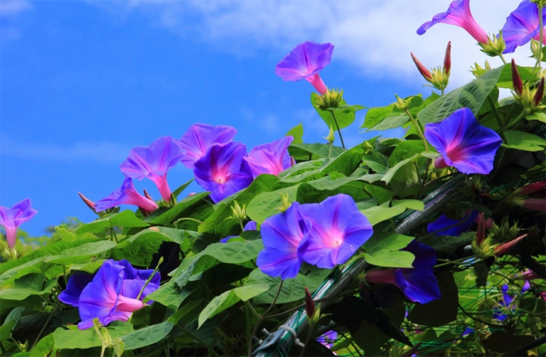 牽牛花.jpg 牽牛花