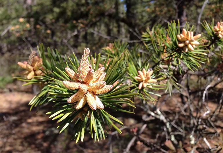 弗吉尼亞州松果和針葉.jpg 弗吉尼亞州松果和針葉