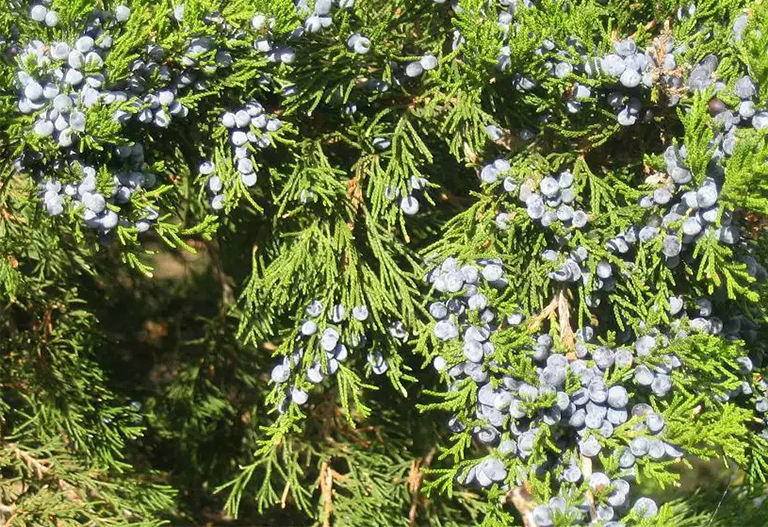 東部柳杉樹莓果.jpg 東部柳杉樹莓果