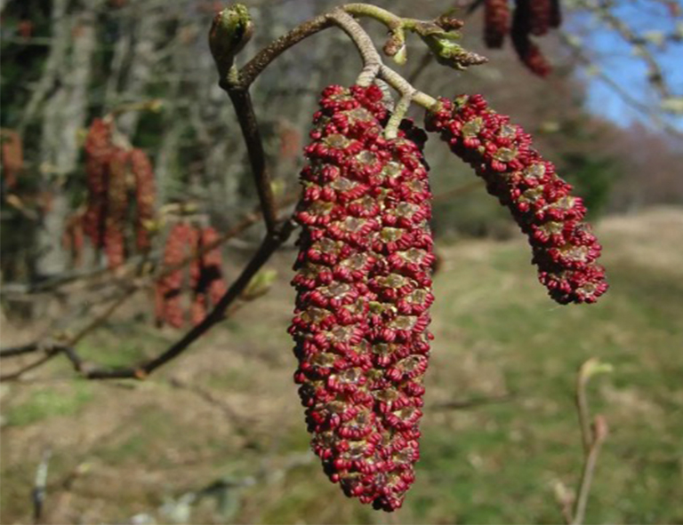 紅al木樹.jpg 紅al木樹