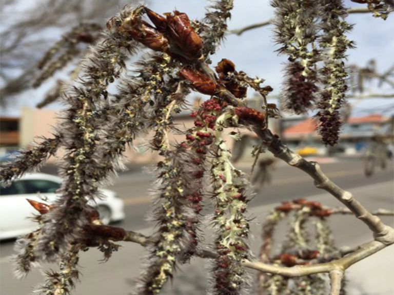 震動白楊柳絮.jpg 震動白楊柳絮