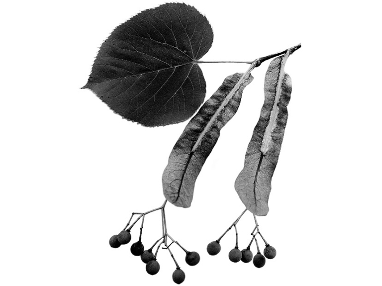 美國山毛櫸葉子.jpg 美國山毛櫸葉子