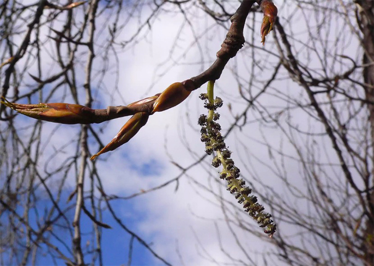 黑楊木柳絮和葉芽.jpg 黑楊木柳絮和葉芽