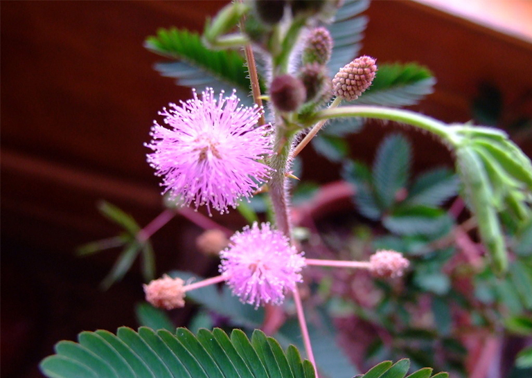 合歡樹.jpg 合歡樹