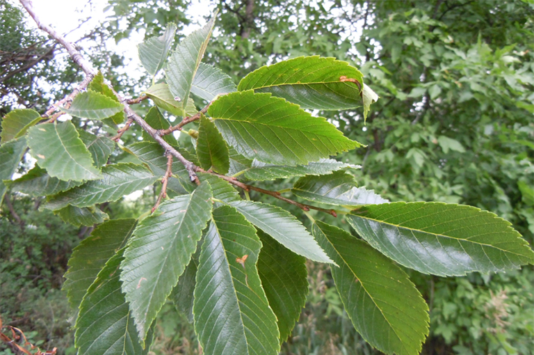 美國榆樹葉.jpg 美國榆樹葉