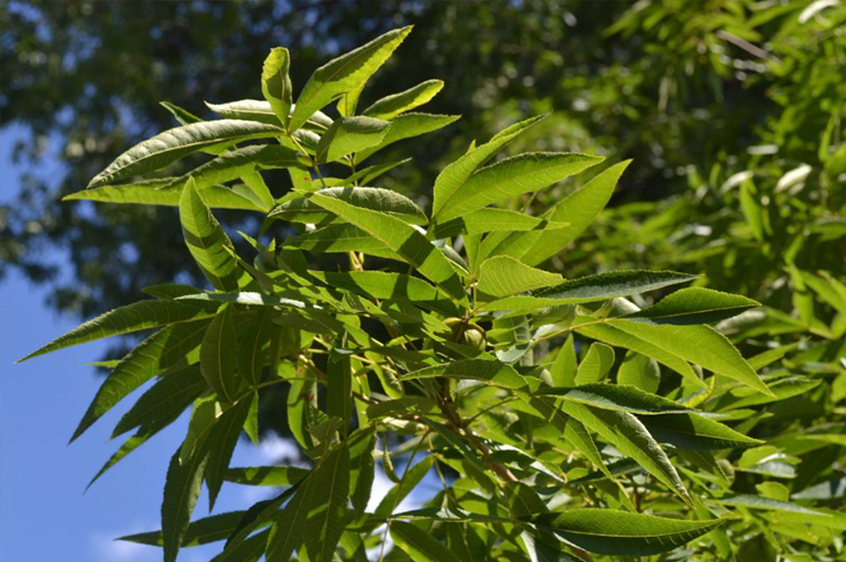 胡桃木山核桃與發展堅果的分支.jpg 胡桃木山核桃與發展堅果的分支