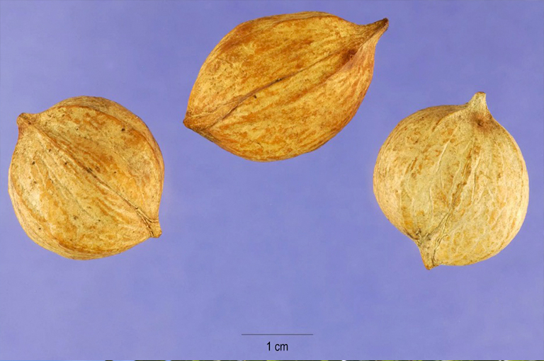 胡桃木堅果.jpg 胡桃木堅果