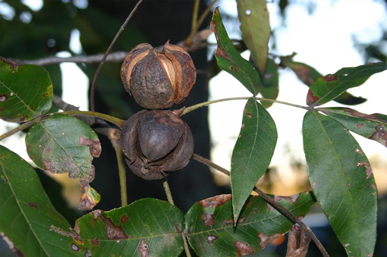 Shagbark山核桃堅果.jpg Shagbark山核桃堅果