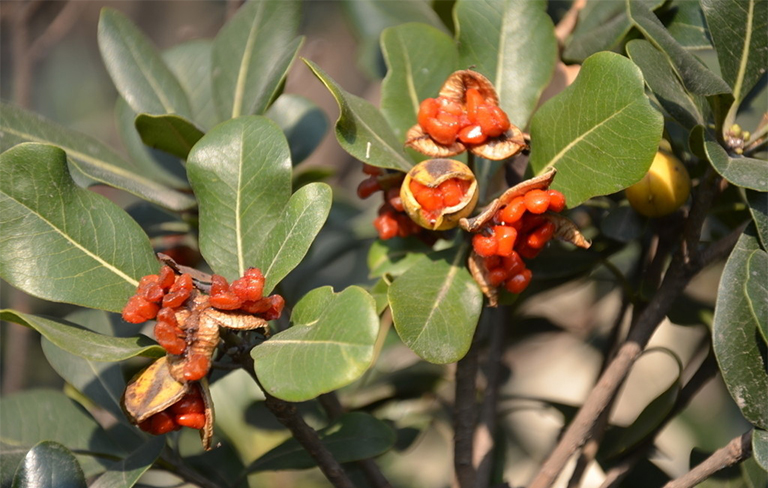 樹木種子繁殖要點.jpg 樹木種子繁殖要點