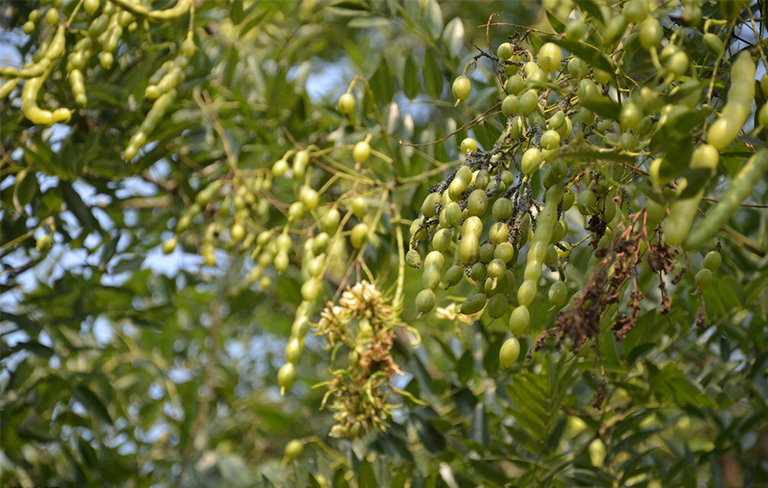 樹木種子繁殖要點.jpg 樹木種子繁殖要點