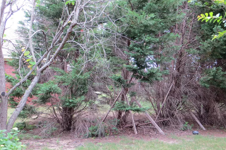 院子里壞掉的樹.jpg 院子里壞掉的樹