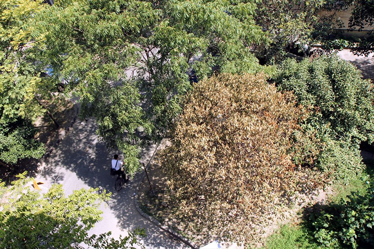 院子里壞掉的樹.jpg 院子里壞掉的樹