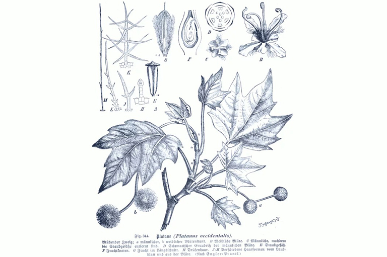 無花果樹.jpg 無花果樹