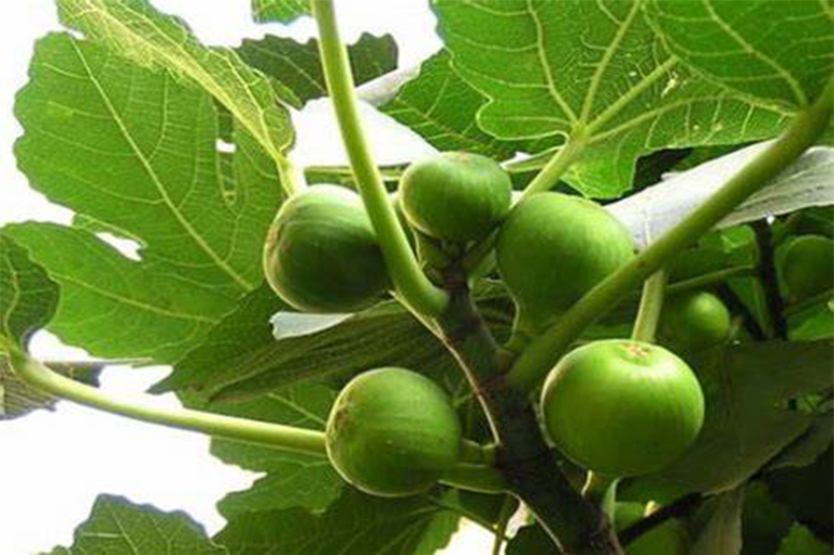 無花果樹.jpg 無花果樹