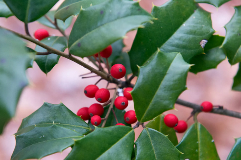 美國冬青樹葉和漿果.jpg 美國冬青樹葉和漿果