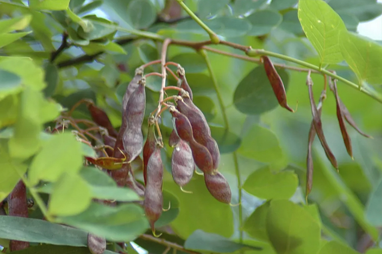 黑刺槐種子和葉子.jpg 黑刺槐種子和葉子