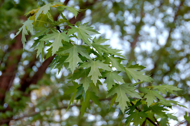 銀楓葉.jpg 銀楓葉
