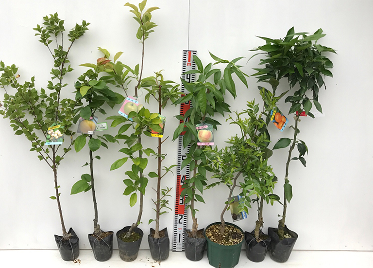 樹木苗木.jpg 樹木苗木