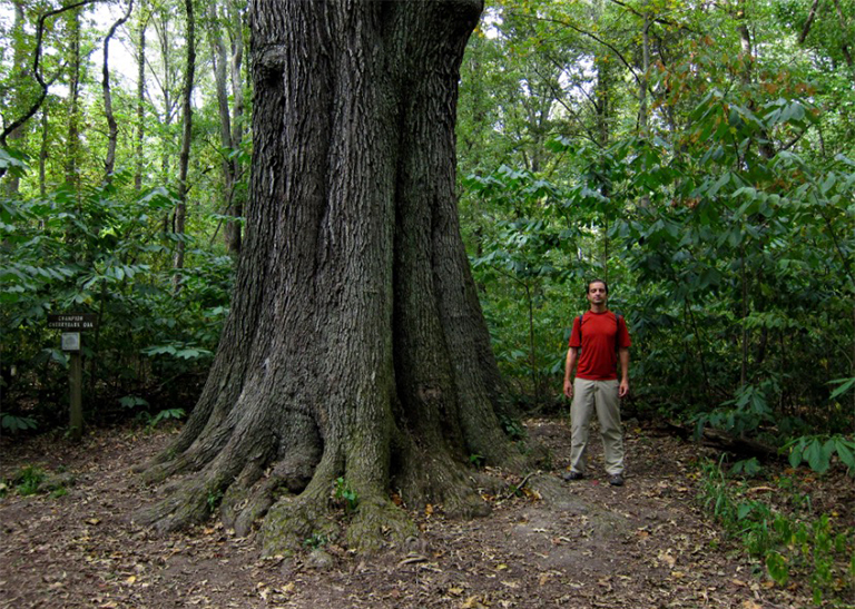 櫻桃樹橡樹.jpg 櫻桃樹橡樹