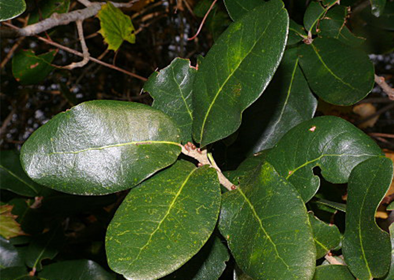 月桂樹橡樹葉,樹枝和堅果.jpg 月桂樹橡樹葉,樹枝和堅果